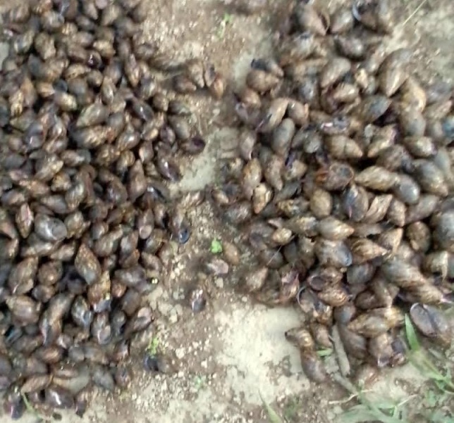 Projet d'héliciculture ADEAPI