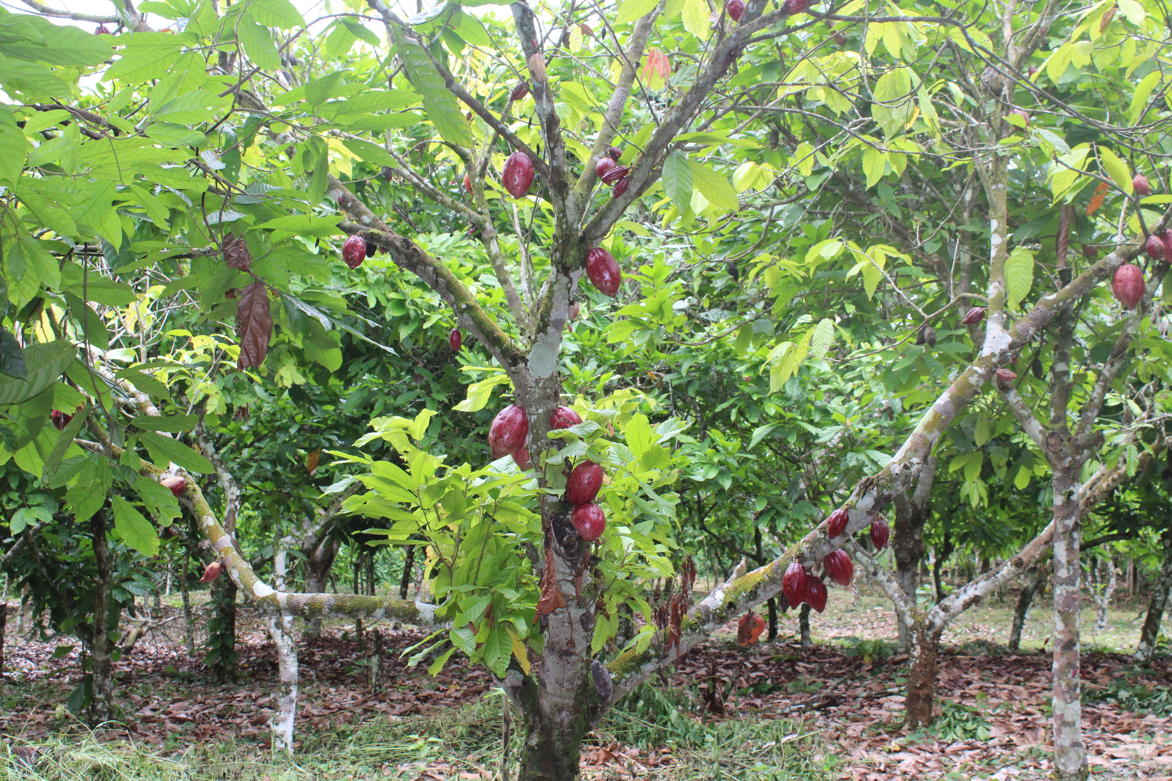 Plantation de cacao